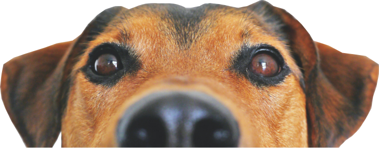 Dog image 3